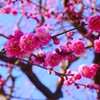 近くの公園の紅梅です。