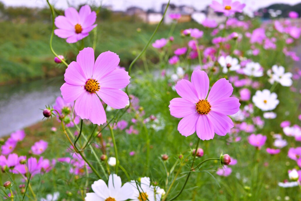 秋桜  ①