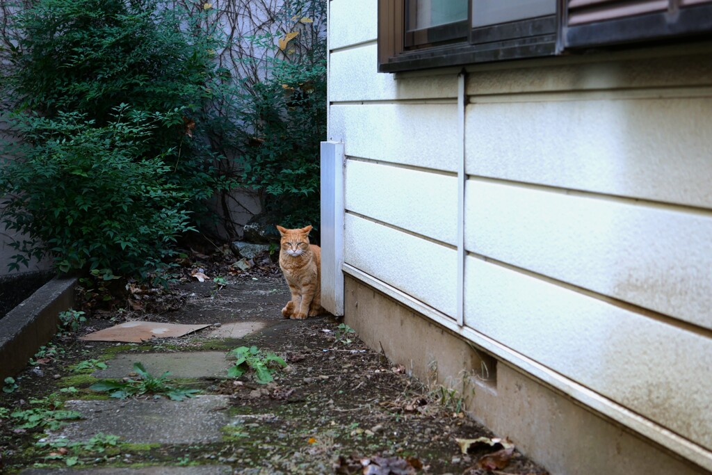 猫が好き（1）