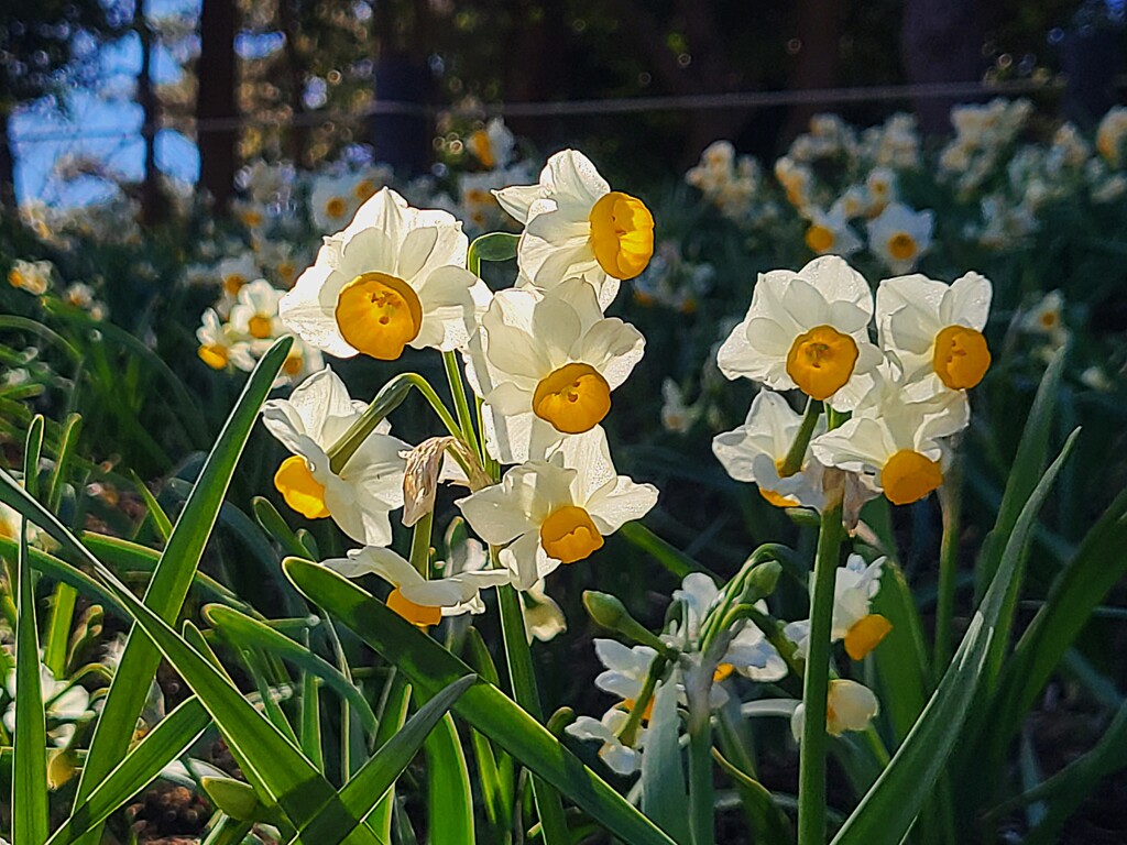 ④ 春が来た！