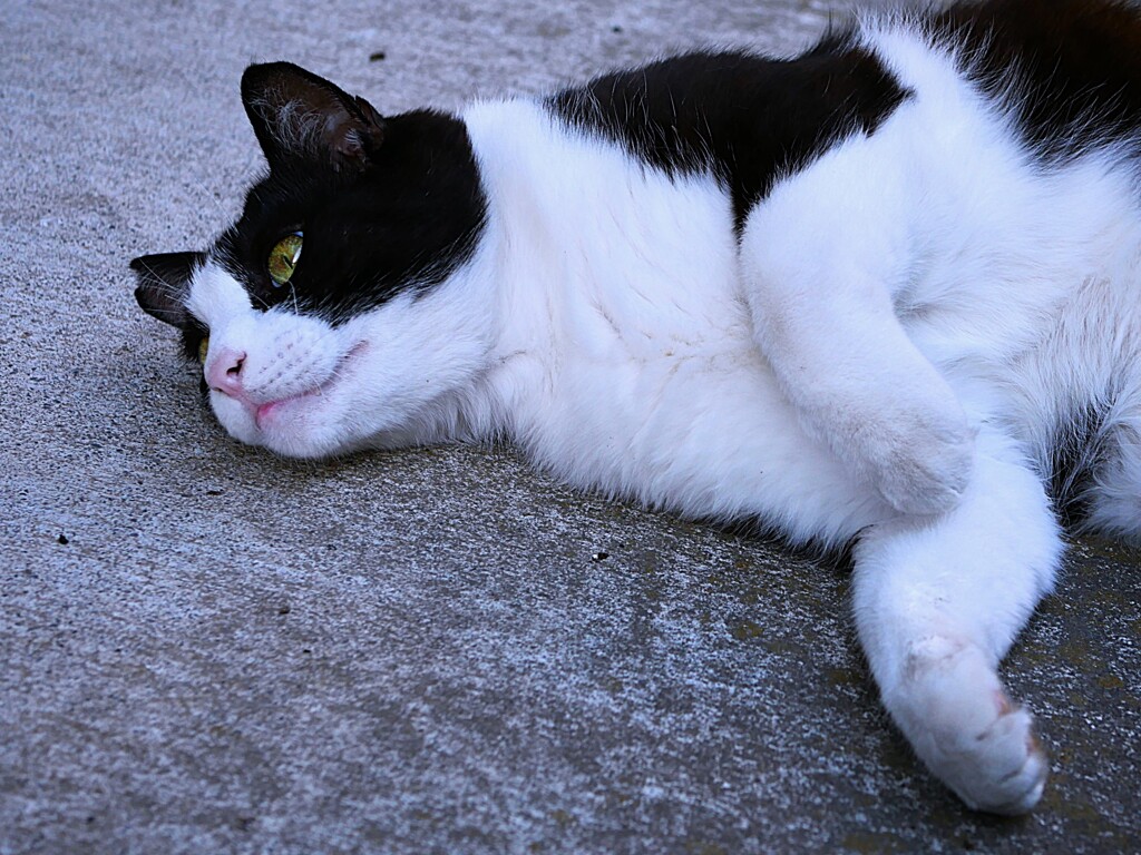 やっぱり猫が好き ③ by ken2023 （ID：13560189） - 写真共有サイト