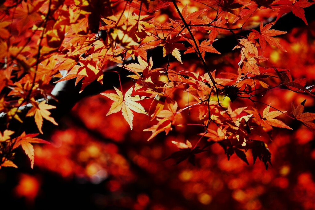 ⑥ 大田黒公園の紅葉
