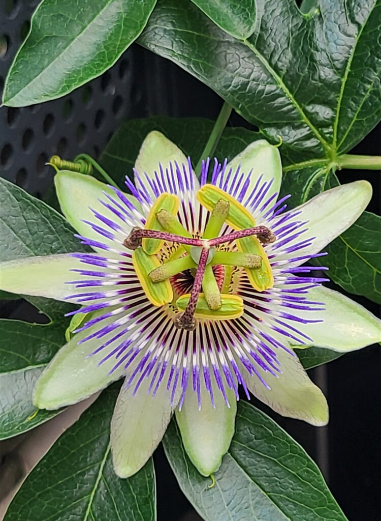 バッチリ撮れました。