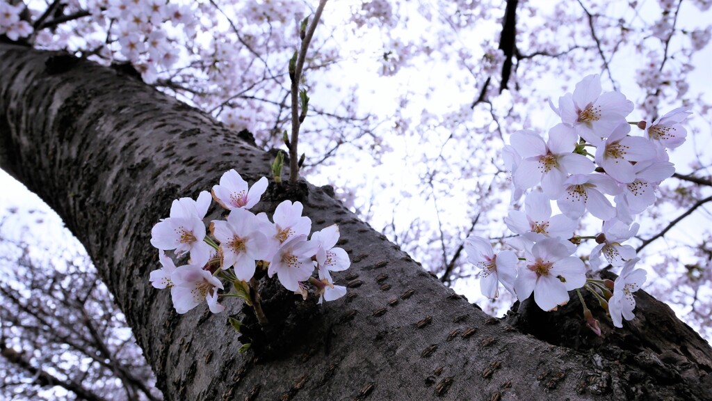 雨続きなので昨年の桜を・・・