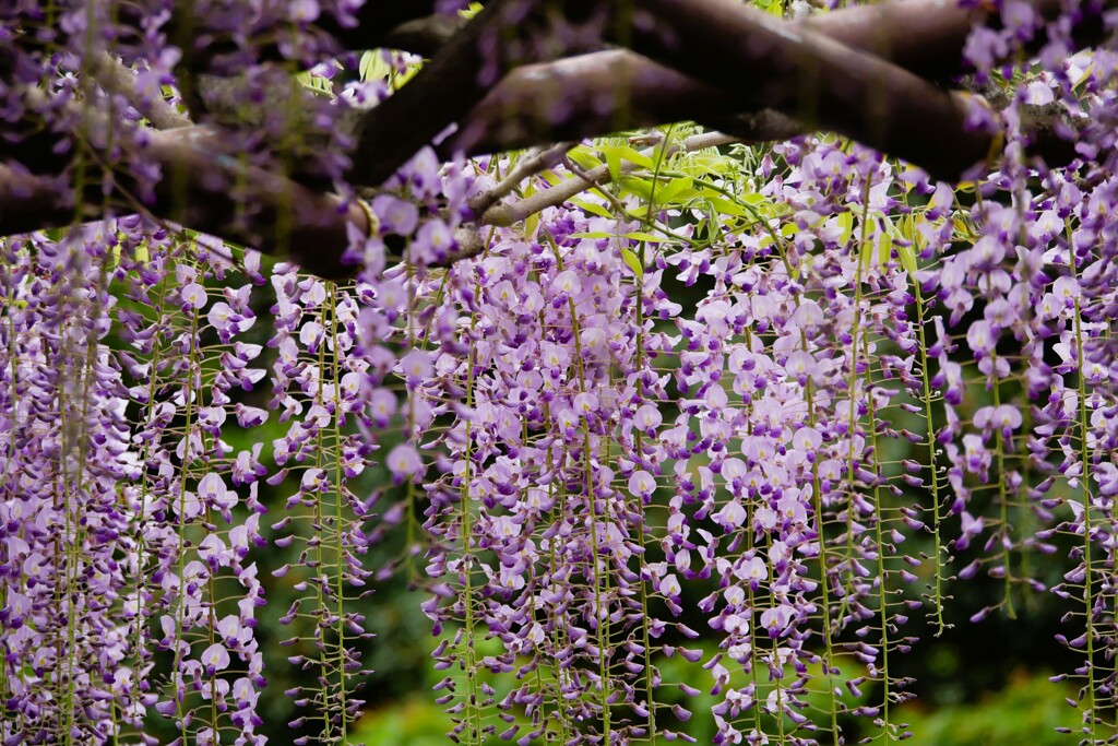 「藤の花」が咲きました（4）