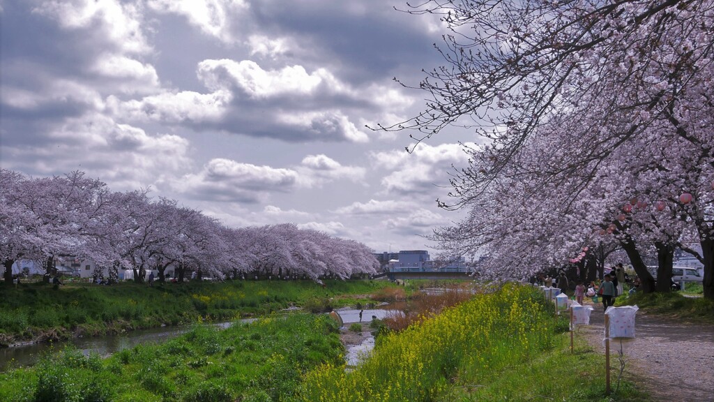 黒目川桜堤です。