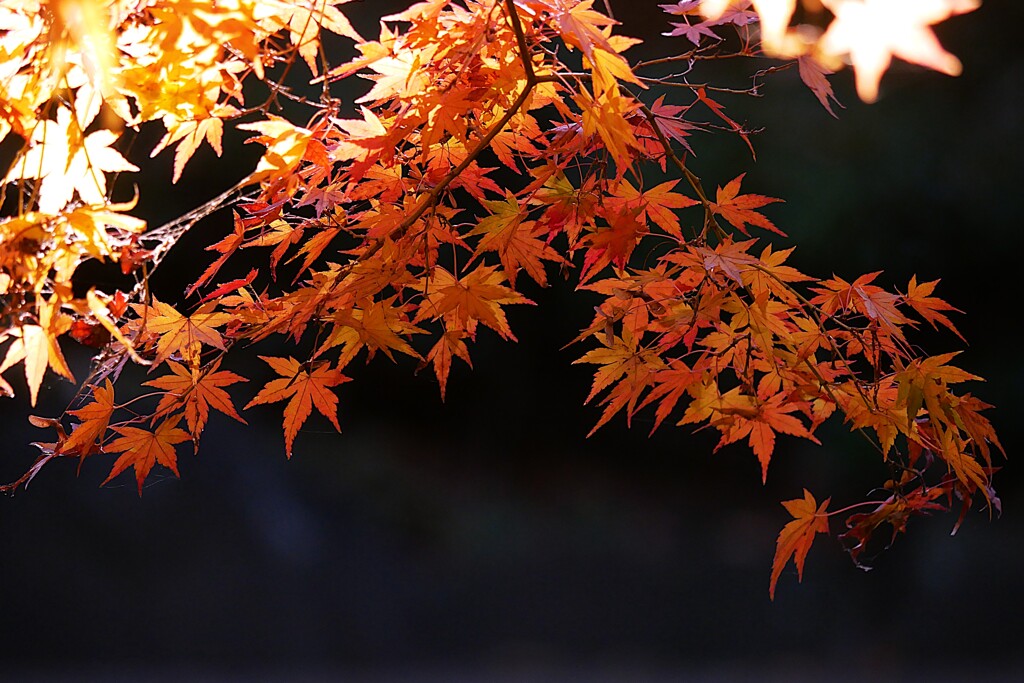 ① 紅葉は、今が見頃でした。