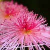 ④ 湯島天神 菊まつり