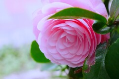 またまた「乙女椿」です。