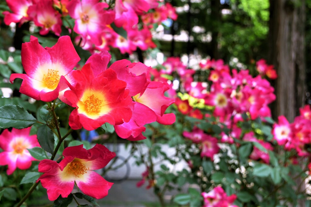 薔薇（9）