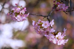 ③ 近くの神社に春が来た！