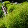 花壇のコキア