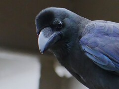 カラスが、こっちを見てます。