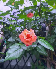綺麗に咲いてました。