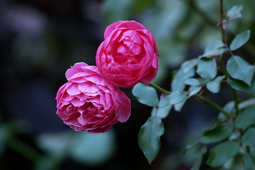 ④ 四季の香ローズガーデンの秋バラ