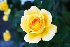 The Yellow Rose ②