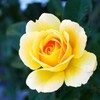 The Yellow Rose ②