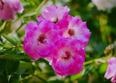 ⑥ 春の薔薇
