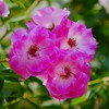 ⑥ 春の薔薇
