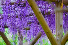 ⑧ 亀戸天神で藤の花を・・・