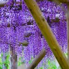 ⑧ 亀戸天神で藤の花を・・・