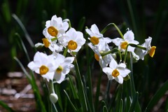 ① 葛西臨海公園の水仙