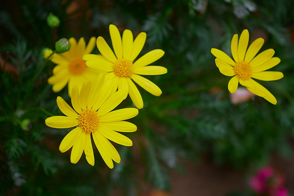 ④ ユリオプスデージー