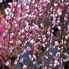 しだれ梅（1）