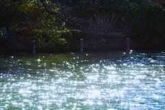 上の池にて