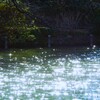 上の池にて