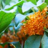 秋に咲く花々 ②  キンモクセイ
