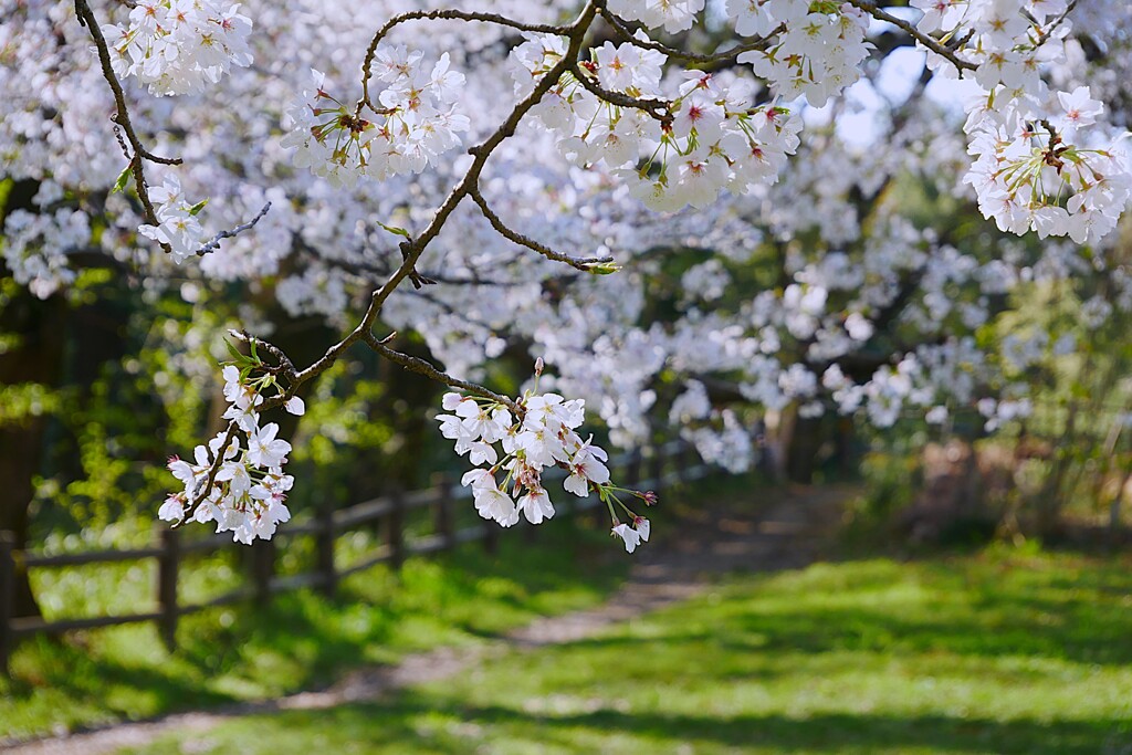 ① 城址公園の桜