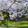 ① 城址公園の桜