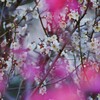 春は、まだまだですね～
