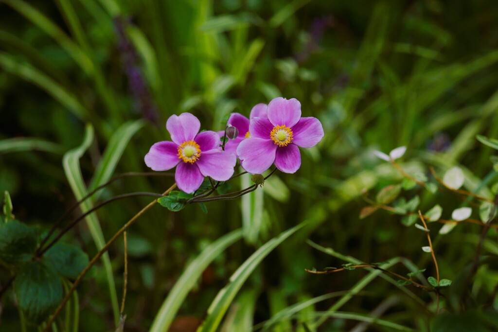 秋に咲く花々 ①  シュウメイギク