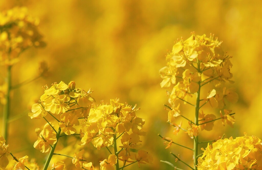 菜の花（2）