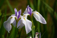 明治神宮御苑の花菖蒲（4）