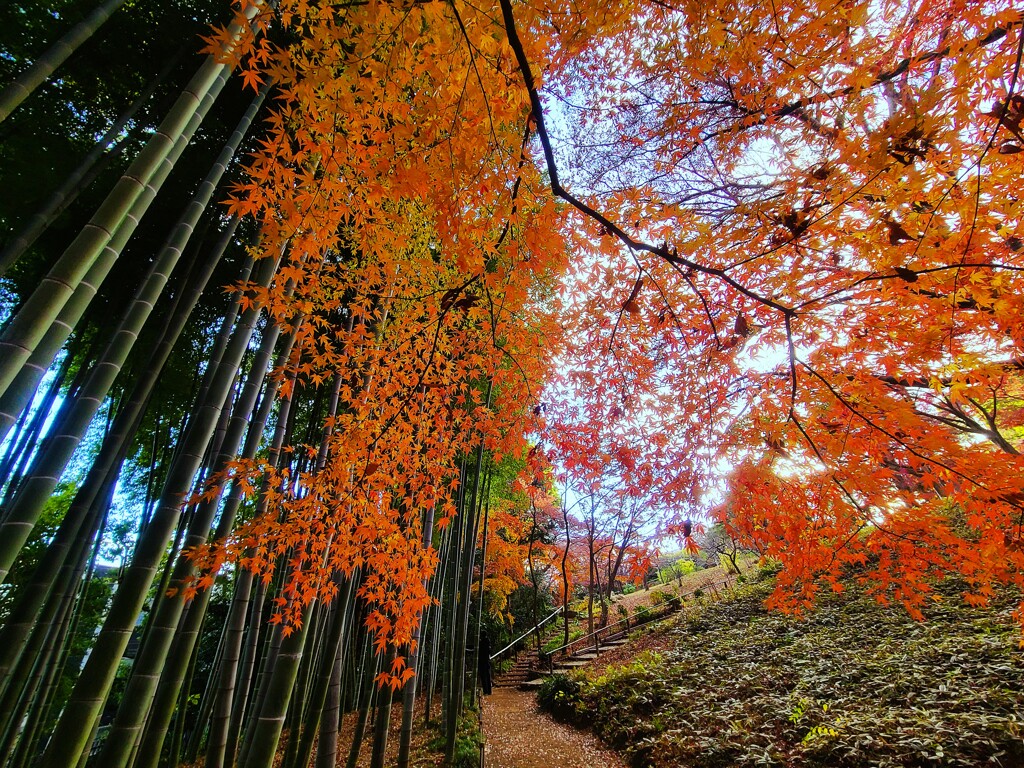 ⑤ 殿ヶ谷戸庭園の紅葉