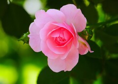 ④ 春の薔薇