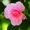 ④ 春の薔薇