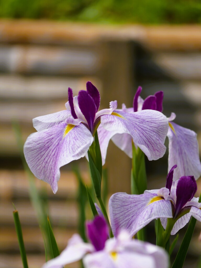 明治神宮御苑の花菖蒲（6）