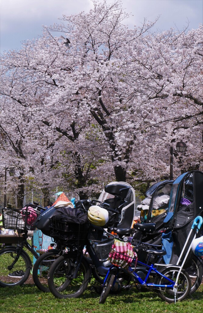 ママチャリでお花見。