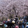 ママチャリでお花見。