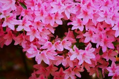 ① 根津神社のつつじ苑にて