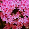 ① 根津神社のつつじ苑にて