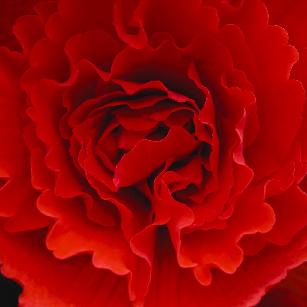 ベゴニアの花 ①