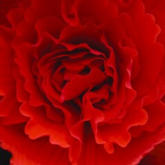 ベゴニアの花 ①