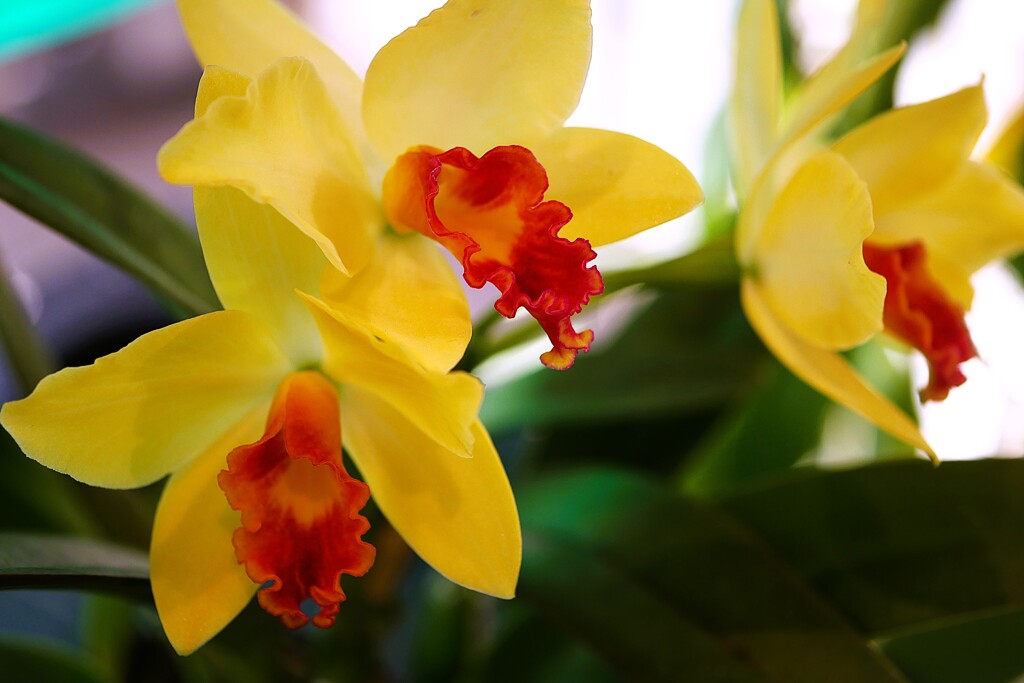 「らん・ラン・蘭 展 2026年」が開催中！