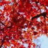 ⑧ 大田黒公園の紅葉