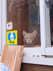 窓辺に猫が・・・